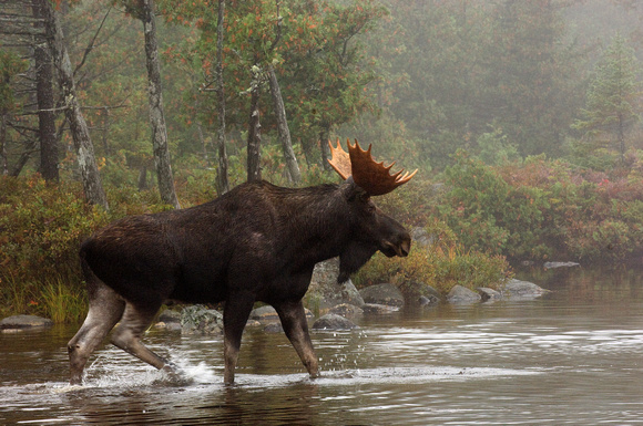 Bull Moose in Forest at waters edge